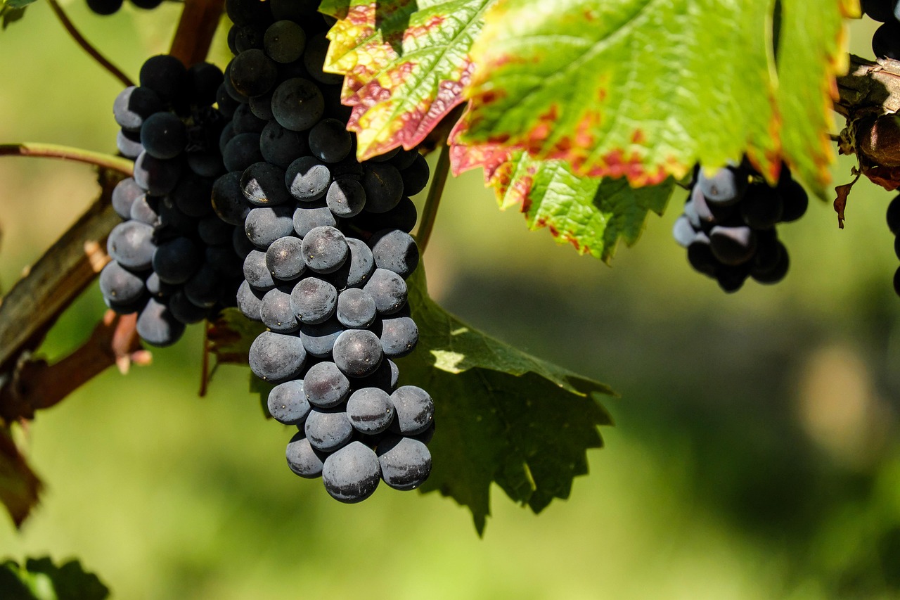 entdecken sie die faszinierende welt der winzer: erfahren sie alles über weinbau, traditionen und köstliche weine direkt vom erzeuger.