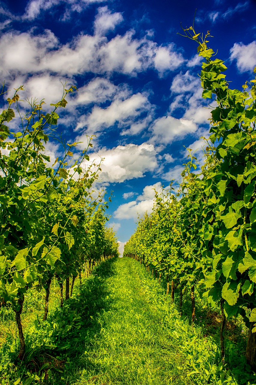 entdecken sie die faszinierende welt der winzer: erfahren sie mehr über traditionelle weinherstellung, innovative techniken und die leidenschaft, mit der weinbauern exzellente weine kreieren.