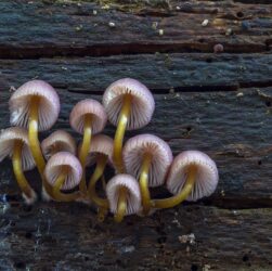 entdecken sie die faszinierende welt der pilze! hier finden sie informationen über verschiedene pilzarten, ihre eigenschaften, verwendungsmöglichkeiten und tipps zur sicheren bestimmung und zubereitung.