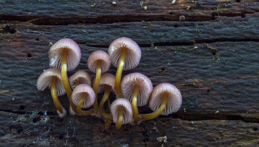 entdecken sie die faszinierende welt der pilze! hier finden sie informationen über verschiedene pilzarten, ihre eigenschaften, verwendungsmöglichkeiten und tipps zur sicheren bestimmung und zubereitung.