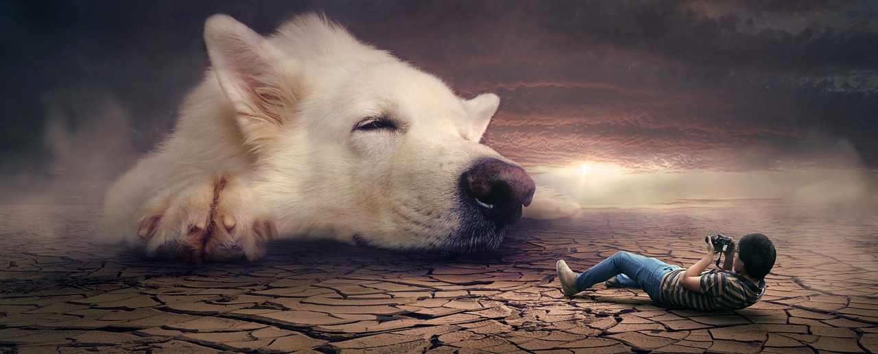 entdecken sie die faszinierende welt der träume – von traumdeutungen bis hin zu tipps für einen besseren schlaf. erfahren sie alles wissenswerte rund um das thema dream!