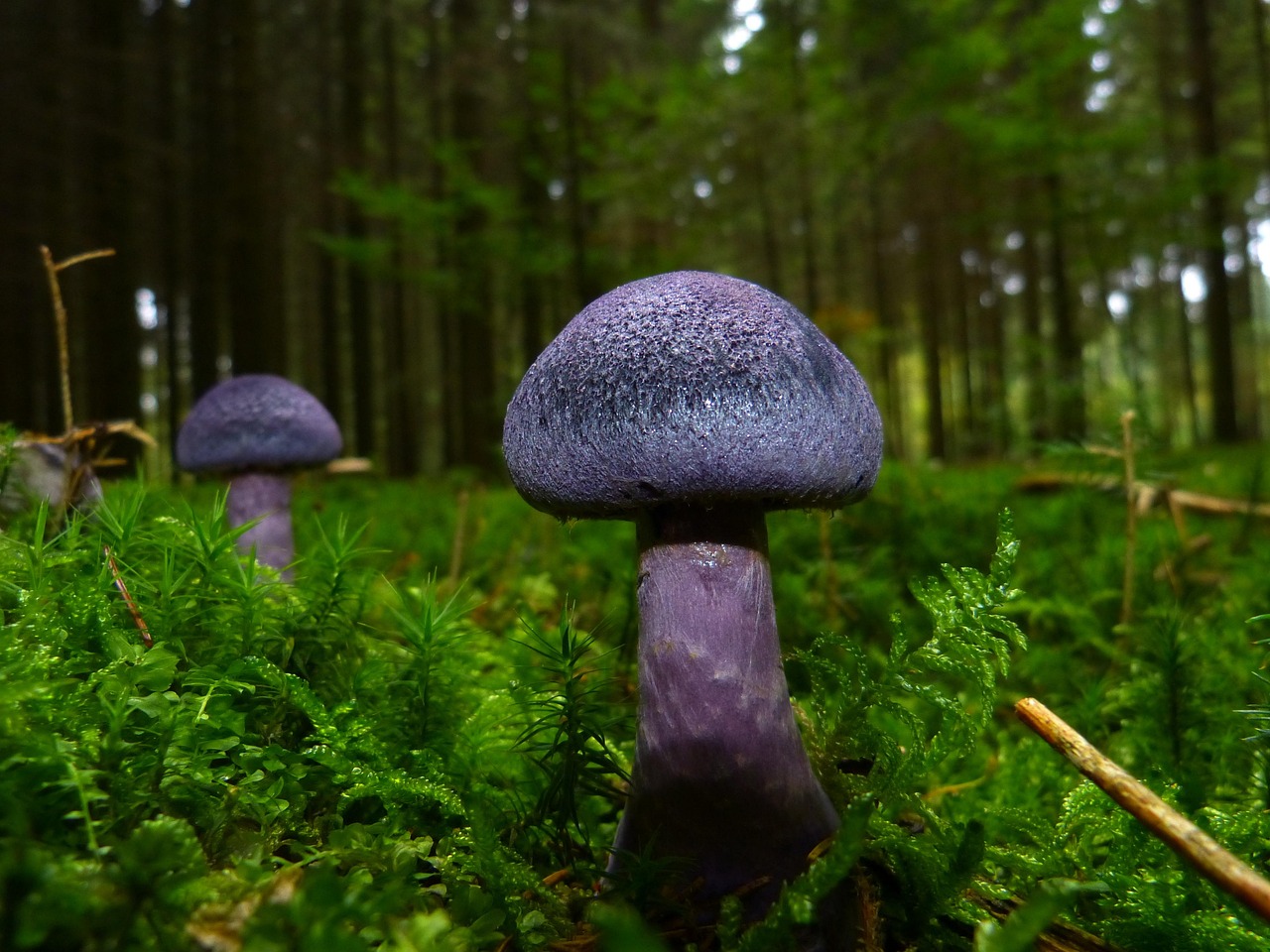 entdecken sie die faszinierende welt der pilze! erfahren sie alles über arten, gesundheitliche vorteile, kulinarische verwendung und tipps zur sicheren pilzsuche.