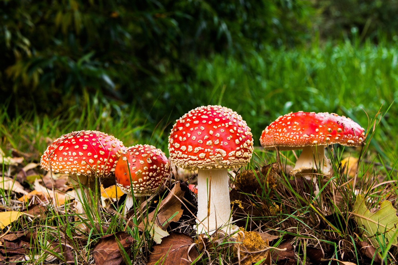 entdecken sie die faszinierende welt der pilze! erfahren sie mehr über essbare und giftige pilzarten, ihre verwendung in der küche sowie tipps zur sicheren pilzsuche.