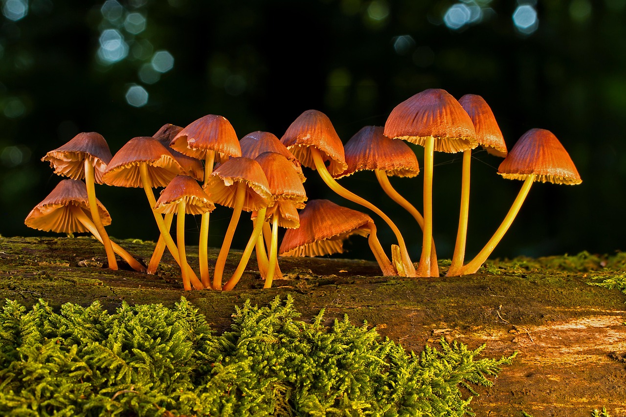 entdecken sie faszinierende informationen über pilze: arten, gesundheitliche vorteile, verwendung in der küche und interessante fakten rund um das thema mushrooms.