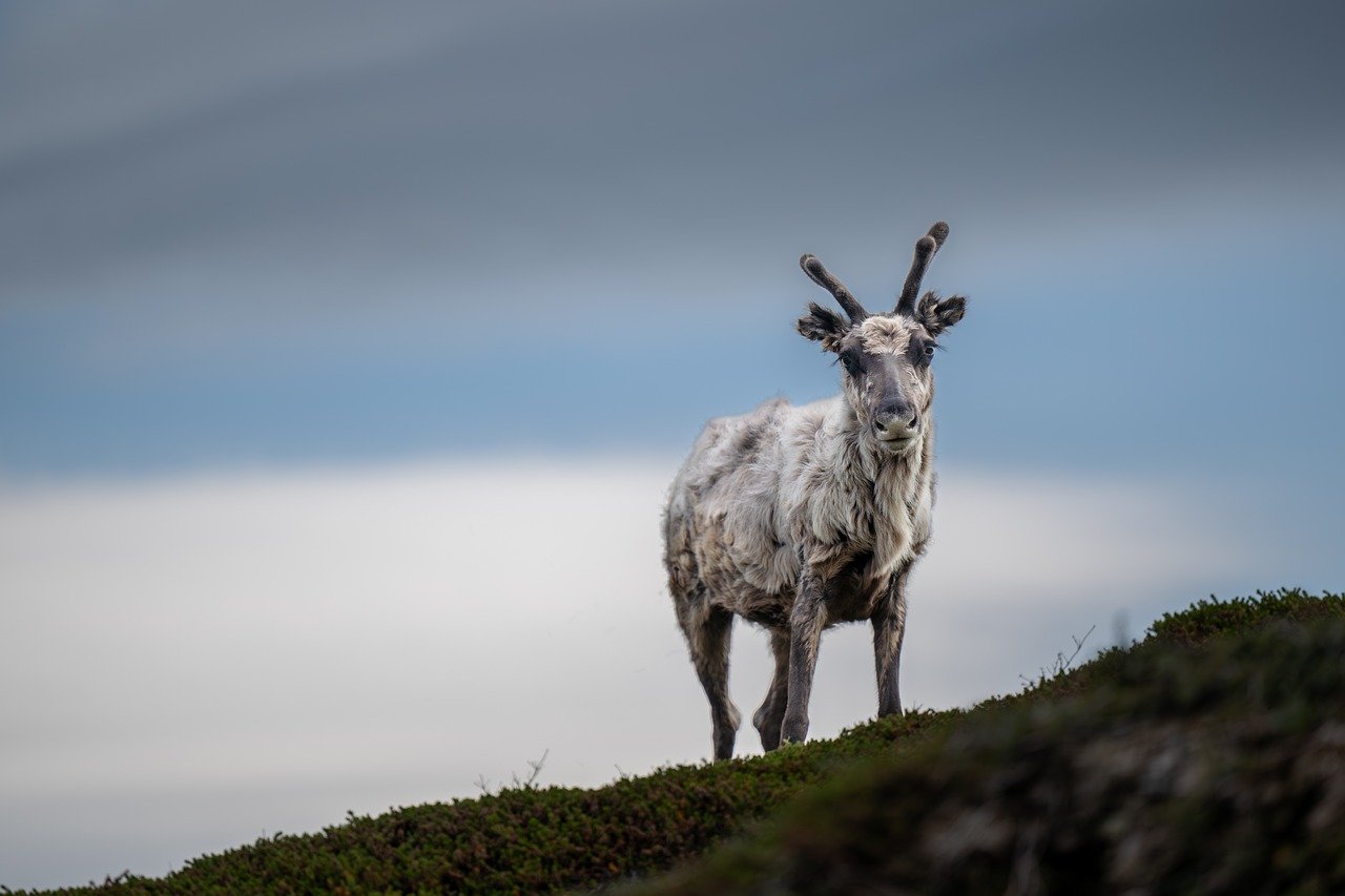 entdecken sie norwegen: atemberaubende fjorde, faszinierende nordlichter und unvergessliche naturerlebnisse erwarten sie im land der mitternachtssonne. ihr nächstes abenteuer beginnt hier!
