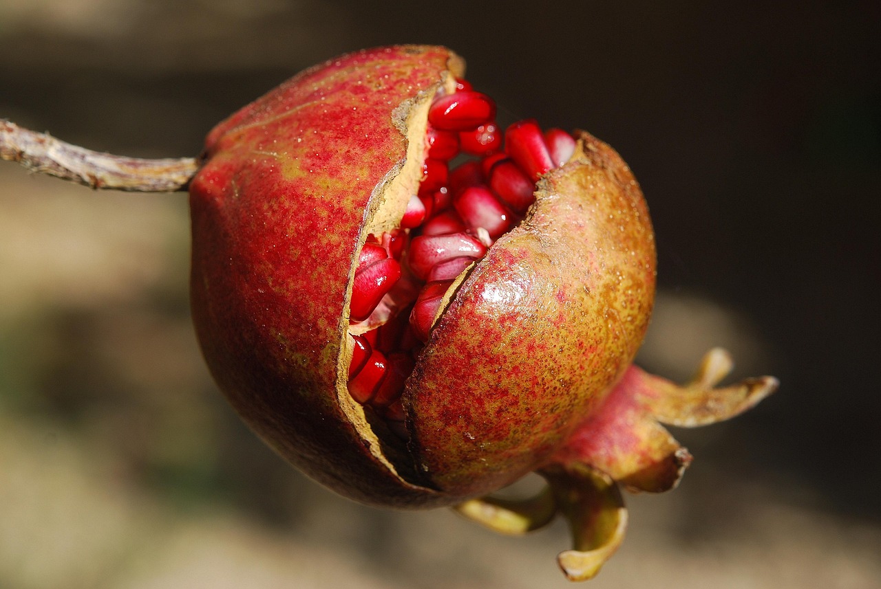 entdecken sie die welt der superfoods! erfahren sie, wie nährstoffreiche lebensmittel ihre gesundheit fördern, ihr immunsystem stärken und ihnen neue energie geben können. tipps, rezepte und wissenswertes rund um superfood.