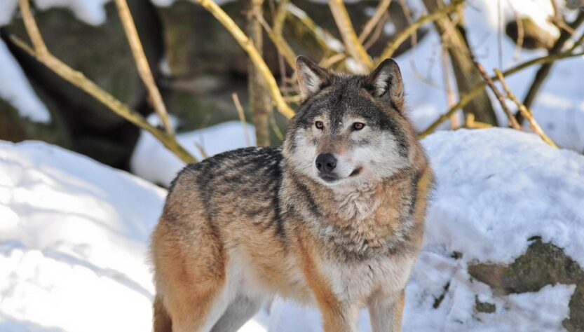 entdecken sie die faszinierende welt des zoo life – spannende tierbegegnungen, lehrreiche einblicke und unvergessliche abenteuer für die ganze familie.