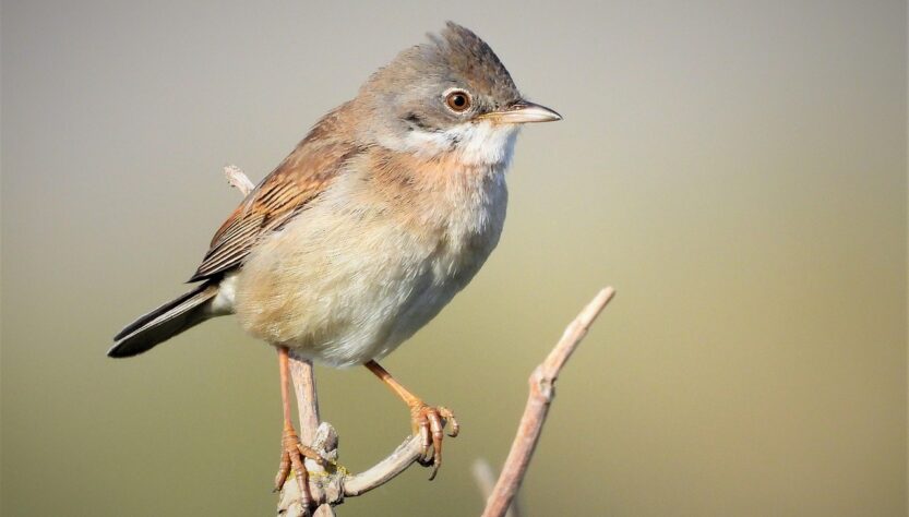 entdecken sie alles wissenswerte über gäste, einschließlich tipps zur begrüßung und gastfreundschaft, um unvergessliche erlebnisse zu schaffen.