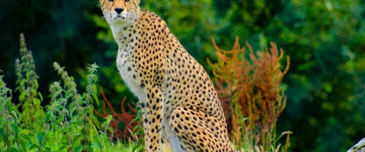 Das gefährliche Spiel eines Hobbyjägers unter Kokain: Wenn Freizeitbeschäftigung mit Waffen zur Bedrohung wird