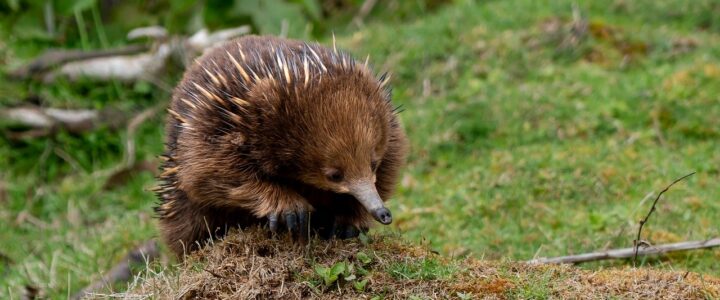 Die Waldkrippe in Rüdenau: Ein bezauberndes Ausflugsziel für Wanderfreunde