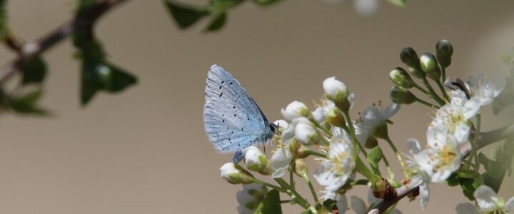 Tierquiz: Testen Sie Ihr Wissen &uuml;ber Deutschlands faszinierende Artenvielfalt &ndash; Gratis und Herausfordernd!