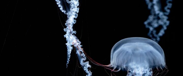 Wie gut ist das Internet auf Deutschlands Campingplätzen wirklich?