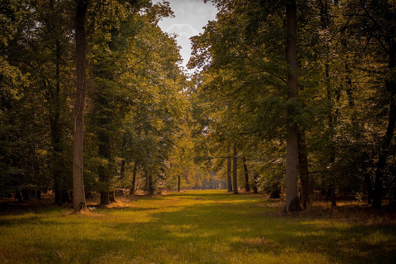 entdecken sie den andreasmarkt in aschaffenburg &ndash; ein traditioneller markt mit regionalen produkten, kunsthandwerk und kulinarischen k&ouml;stlichkeiten. perfekt f&uuml;r familien und liebhaber authentischer atmosph&auml;re.