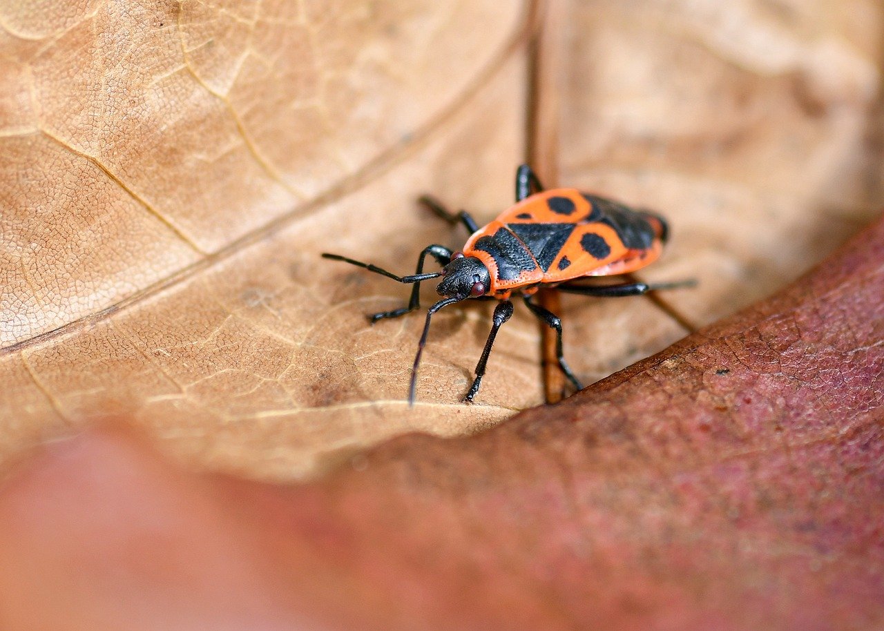 entdecken sie die bedeutung der biodiversit&auml;t und ihre entscheidende rolle f&uuml;r das &ouml;kologische gleichgewicht und den schutz unserer nat&uuml;rlichen lebensr&auml;ume.