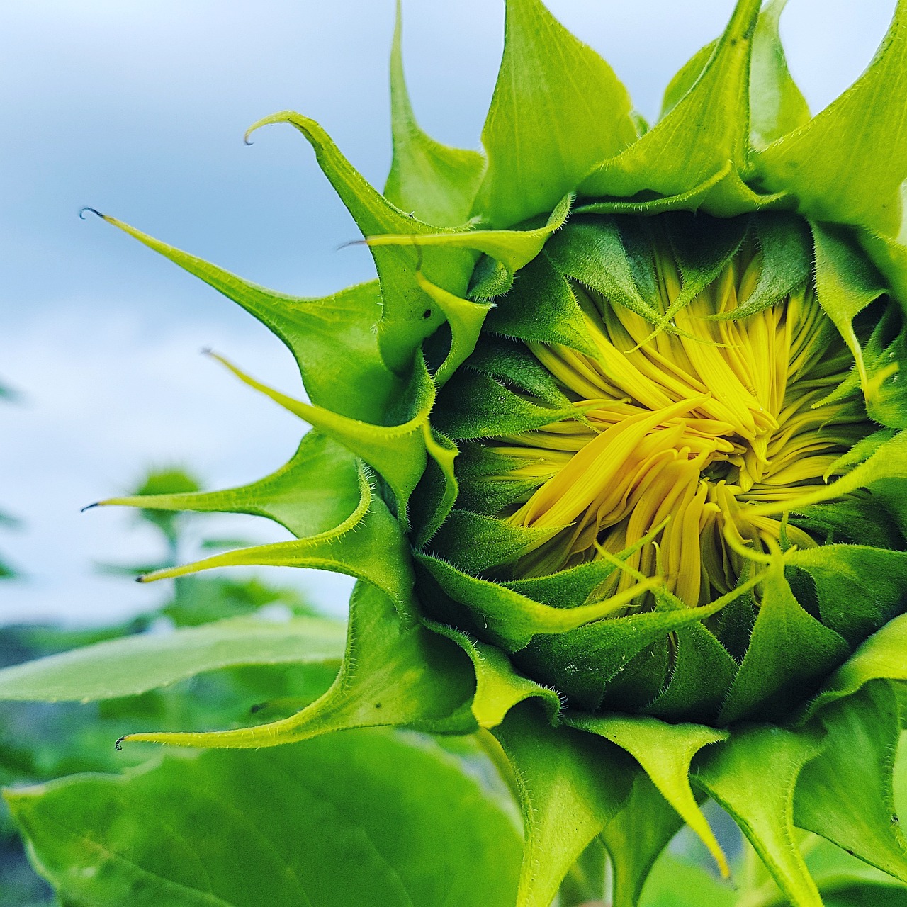 die sonnenblume symbolisiert gl&uuml;ck, w&auml;rme und positive energie. entdecken sie die tiefere bedeutung und kulturelle relevanz des sonnenblumen-symbols.