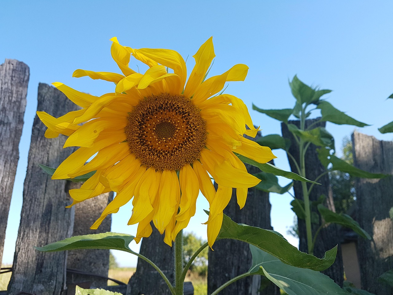 die sonnenblume als symbol steht f&uuml;r gl&uuml;ck, w&auml;rme und positivit&auml;t. entdecken sie die bedeutung und kulturellen hintergr&uuml;nde des sonnenblumen-symbols.