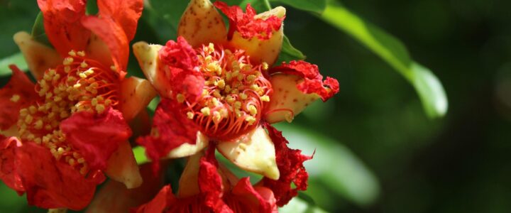 Lecker und gesund: Warum der Granatapfel als echtes Superfood begeistert Lecker und gesund: Warum der Granatapfel als echtes Superfood begeistert