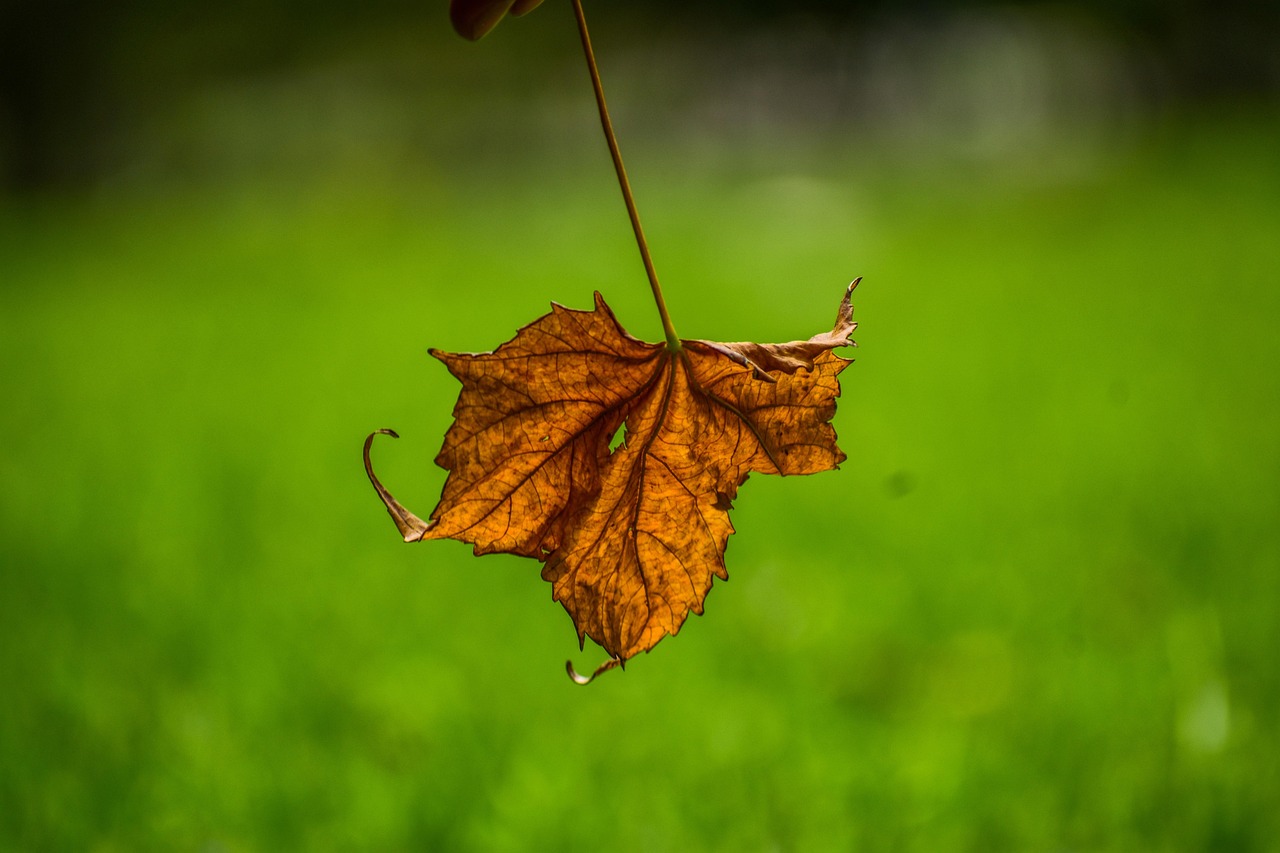 erleben sie das spannende finale &ndash; der h&ouml;hepunkt eines aufregenden wettbewerbs voller &uuml;berraschungen und emotionen.