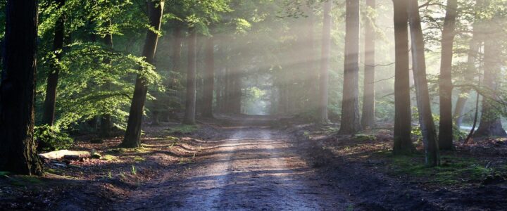 Wald erleben: Die Bundesplattform Wald verbindet Sport, Erholung und Gesundheit (WaSEG Wald erleben: Die Bundesplattform Wald verbindet Sport, Erholung und Gesundheit (WaSEG