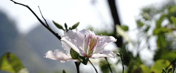 Korean Air verbietet künftig die Verwendung von Powerbanks an Bord Korean Air verbietet künftig die Verwendung von Powerbanks an Bord