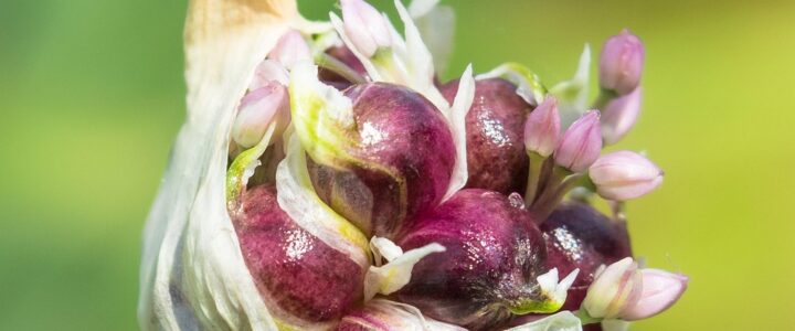 Gesunde Ern&auml;hrung im Alter: Tipps f&uuml;r ein vitales und ausgewogenes Leben