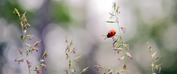 Umfrage der Woche in Reutte: Verschenken Sie Gl&uuml;cksbringer?